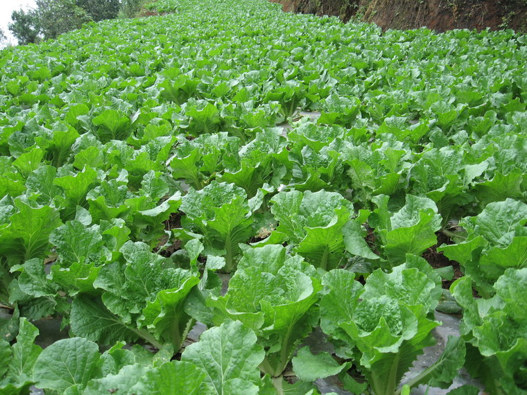 黃腐植酸葉面肥對蔬菜瓜果有什么實際應用效果