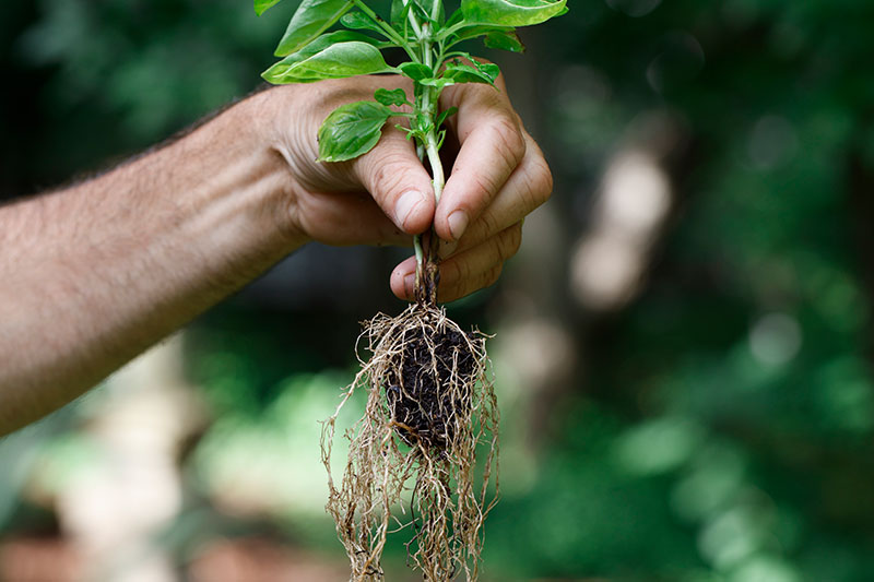 腐植酸的用途：腐植酸在農(nóng)業(yè)上的應(yīng)用