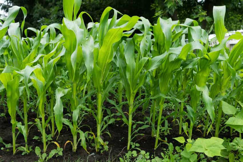 黃腐酸鉀的作用及機(jī)理：刺激植物根系生長(zhǎng)和對(duì)養(yǎng)分的吸收