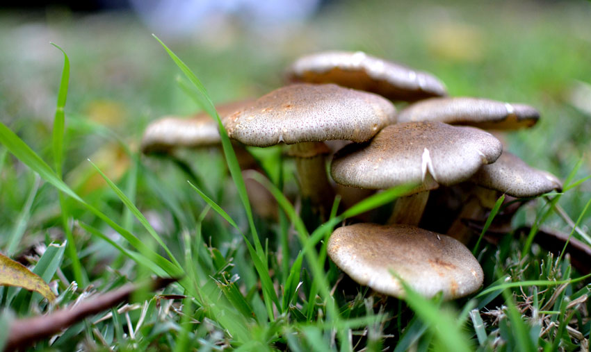 生化黃腐酸鉀的作用：生化黃腐酸鉀對(duì)植物秸稈的深度發(fā)酵作用