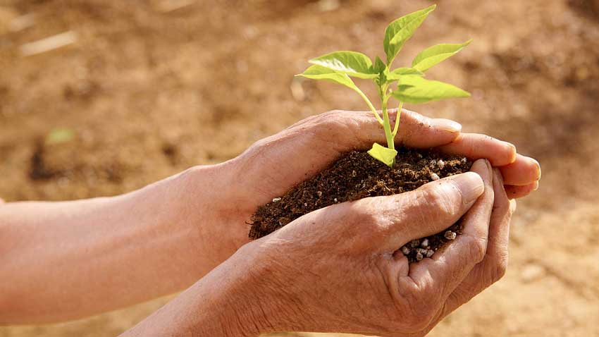 全面講解腐植酸肥料的作用及功能：刺激植物根系生長