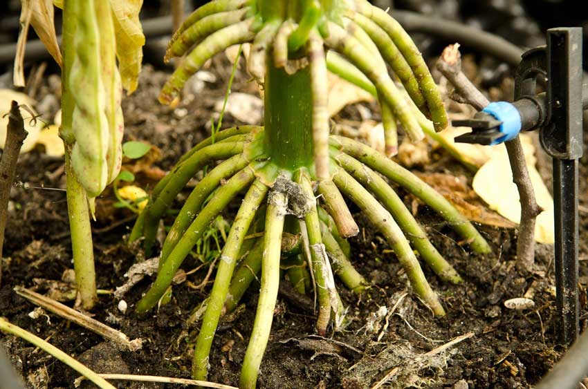 礦源腐植酸的作用及功能：對植物根系吸收養(yǎng)分的促進作用