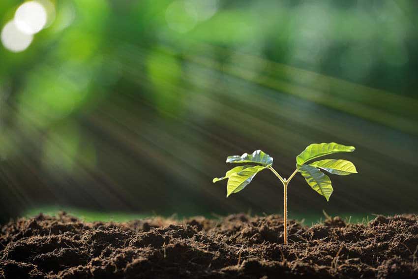 黃腐酸鉀的作用：改變植物生理特征增強(qiáng)植物抗逆性