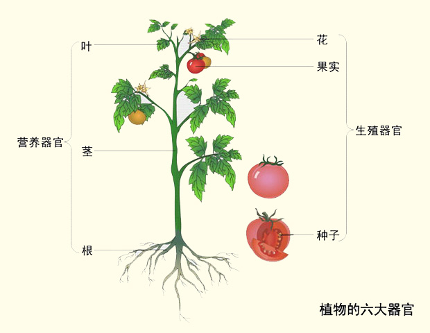 腐植酸鉀的作用